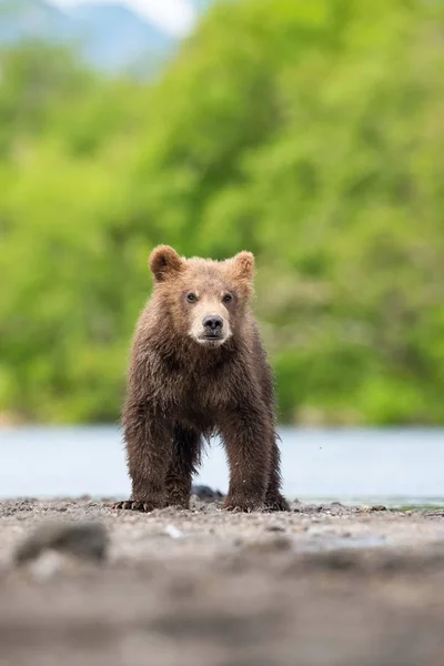 Jovem Urso Marrom Kamchatka Ursus Arctos Beringianus Pega Salmões Lago — Fotografia de Stock