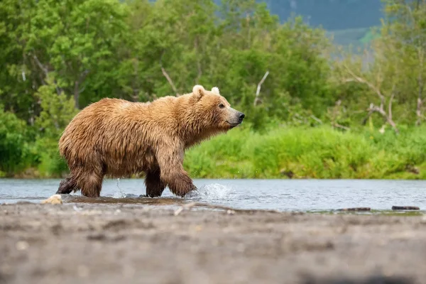 Камчатский Бурый Медведь Ursus Arctos Beringianus Ловит Лосося Озере Курил — стоковое фото