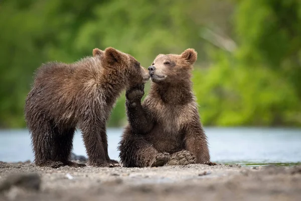 Der Junge Kamchatka Braune Bär Ursus Arctos Beringianus Fängt Lachse — Stockfoto