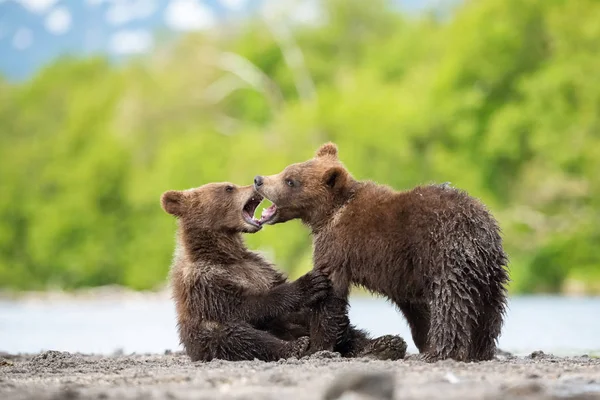 Молодой Камчатский Бурый Медведь Ursus Arctos Beringianus Ловит Лосося Озере — стоковое фото