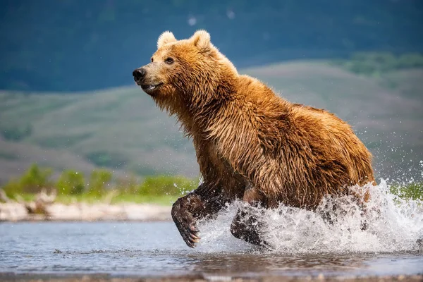 Urso Pardo Camchatka Ursus Arctos Beringianus Apanha Salmões Lago Kuril — Fotografia de Stock