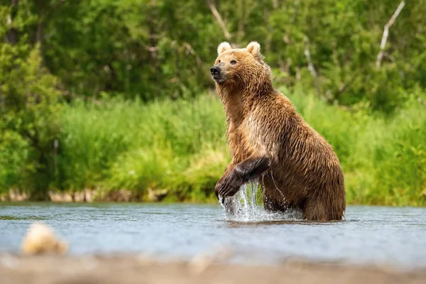 Kamčatka Medvěd Hnědý Ursus Arctos Beringianus Chytá Lososy Jezera Kuril — Stock fotografie