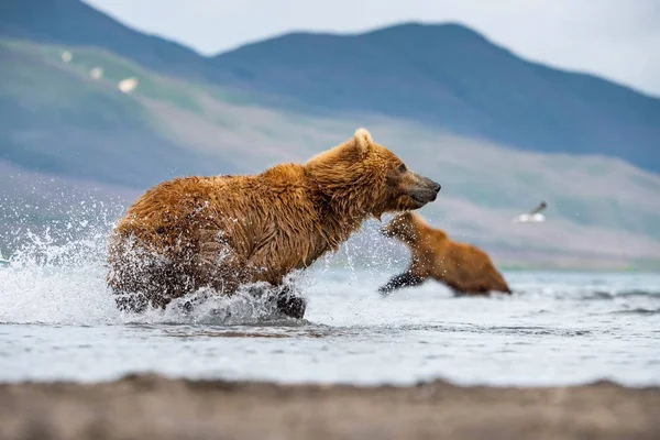 Den Kamtjatka Brunbjörn Ursus Arctos Beringianus Fångar Laxar Vid Kuril — Stockfoto