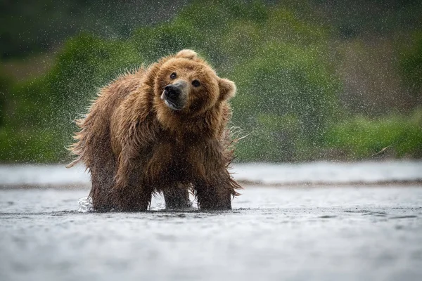 Urso Pardo Camchatka Ursus Arctos Beringianus Apanha Salmões Lago Kuril — Fotografia de Stock