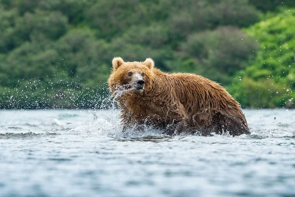 Urso Pardo Camchatka Ursus Arctos Beringianus Apanha Salmões Lago Kuril — Fotografia de Stock