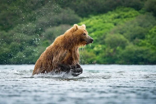 Den Kamtjatka Brunbjörn Ursus Arctos Beringianus Fångar Laxar Vid Kuril — Stockfoto
