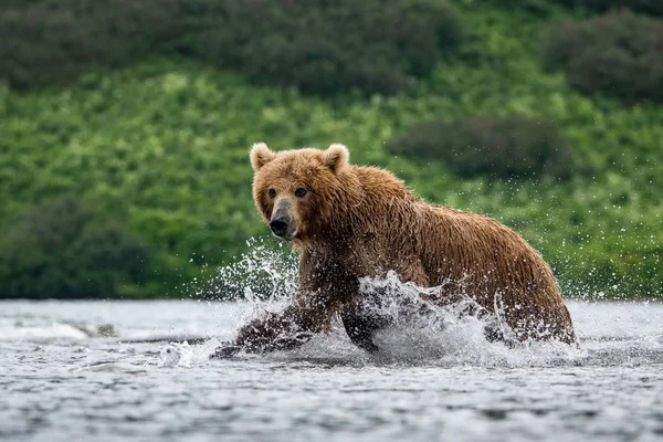 Urso Pardo Camchatka Ursus Arctos Beringianus Apanha Salmões Lago Kuril — Fotografia de Stock