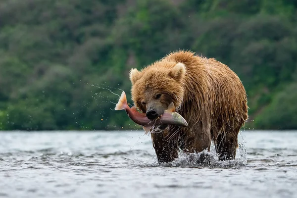 Ours Brun Kamchatka Ursus Arctos Beringianus Capture Des Saumons Lac — Photo