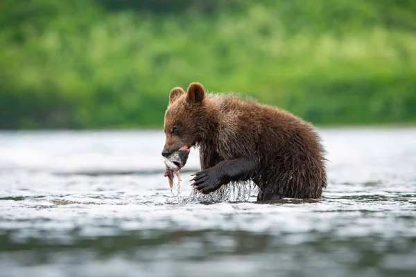 Kamčatka Medvěd Hnědý Ursus Arctos Beringianus Chytá Lososy Jezera Kuril — Stock fotografie