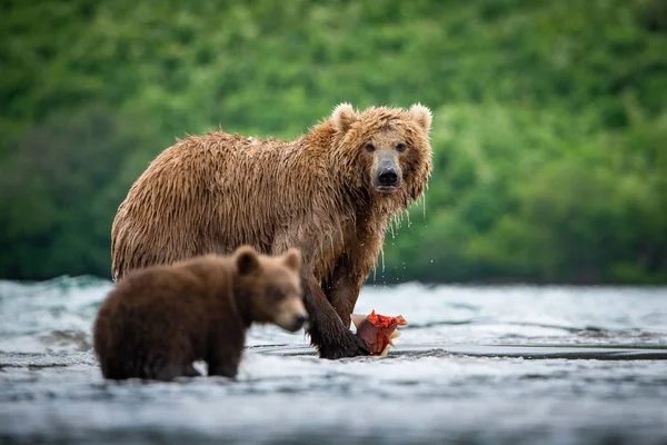 Der Kamchatka Braune Bär Ursus Arctos Beringianus Fängt Lachse Kuril — Stockfoto