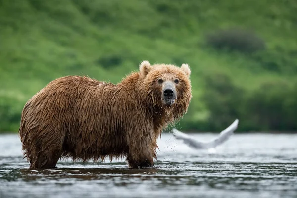 Kamčatka Medvěd Hnědý Ursus Arctos Beringianus Chytá Lososy Jezera Kuril — Stock fotografie