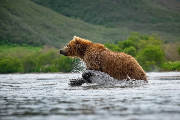 Кам Янистий Ведмідь Ursus Arctos Beringianus Ловить Лосося Біля Озера — стокове фото