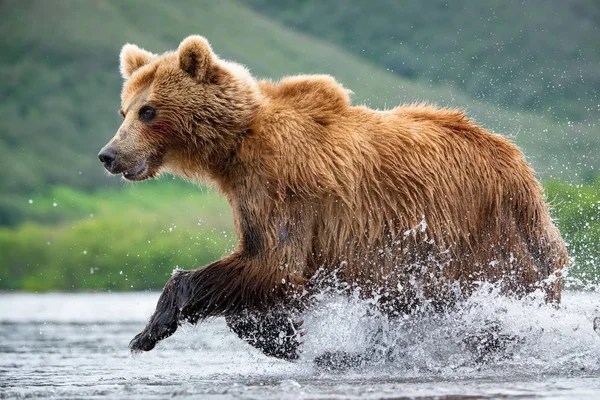 Kamczatka Niedźwiedź Brunatny Ursus Arctos Beringianus Połów Łososia Jeziorze Kuril — Zdjęcie stockowe