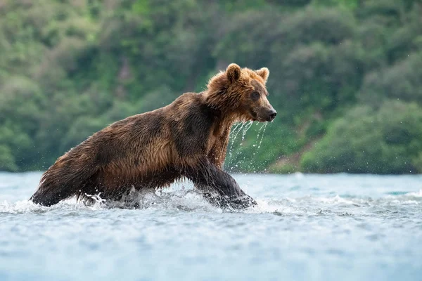 Urso Pardo Camchatka Ursus Arctos Beringianus Apanha Salmões Lago Kuril — Fotografia de Stock