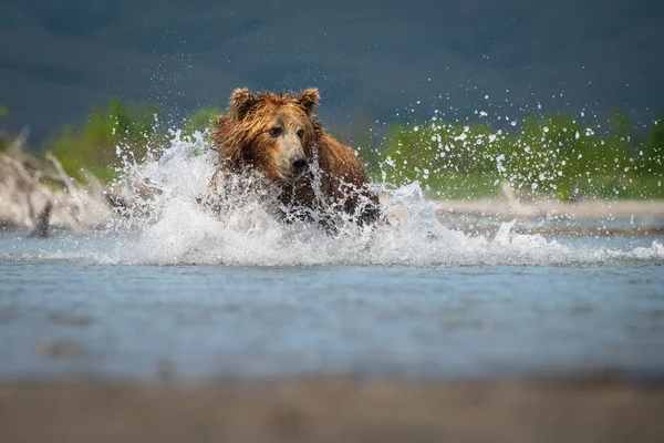 Kamtjatka Brunbjörn Ursus Arctos Beringianus Fångar Laxar Vid Kuril Lake — Stockfoto