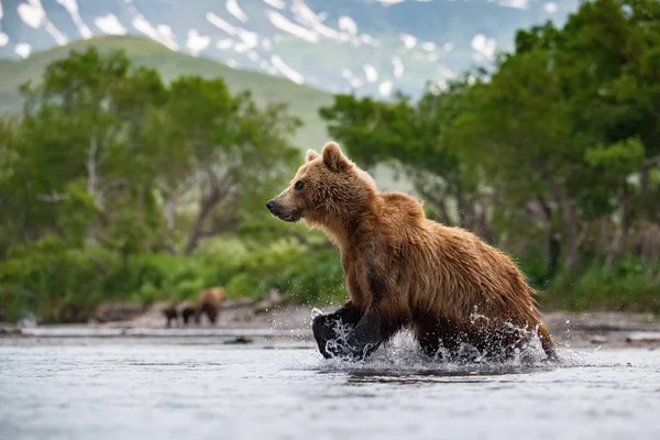 Urso Marrom Kamchatka Ursus Arctos Beringianus Captura Salmões Lago Kuril — Fotografia de Stock