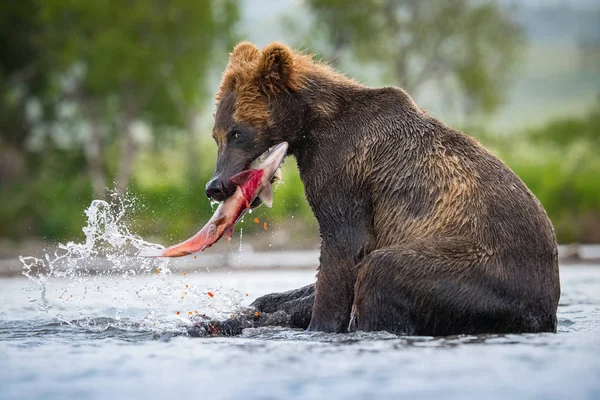 Oso Pardo Kamchatka Ursus Arctos Beringianus Captura Salmones Lago Kuril — Foto de Stock