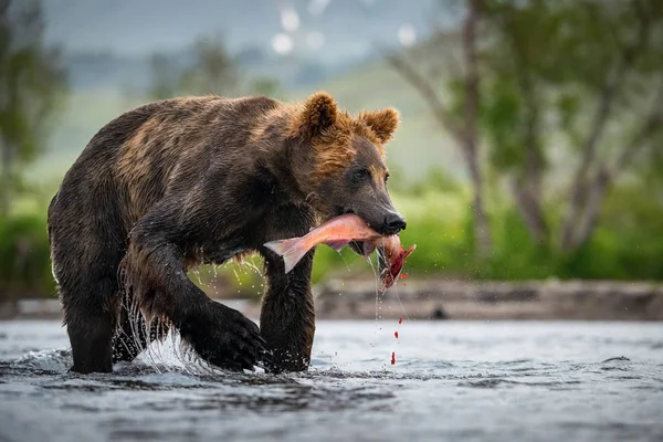 Kamchatka Brown Bear Ursus Arctos Beringianus Catches Salmons Kuril Lake — Stock Photo, Image