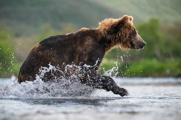 Oso Pardo Kamchatka Ursus Arctos Beringianus Captura Salmones Lago Kuril — Foto de Stock