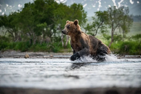 Ours Brun Kamchatka Ursus Arctos Beringianus Attrape Des Saumons Lac — Photo