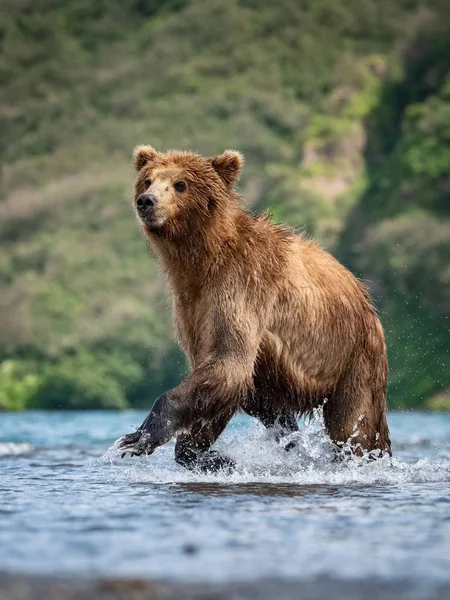 Коричневий Ведмідь Ursus Arctos Beringianus Ловить Лосося Озері Курил Камчатці — стокове фото