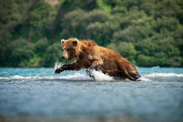 Kamtjatka Brunbjörn Ursus Arctos Beringianus Fångar Laxar Vid Kuril Lake — Stockfoto