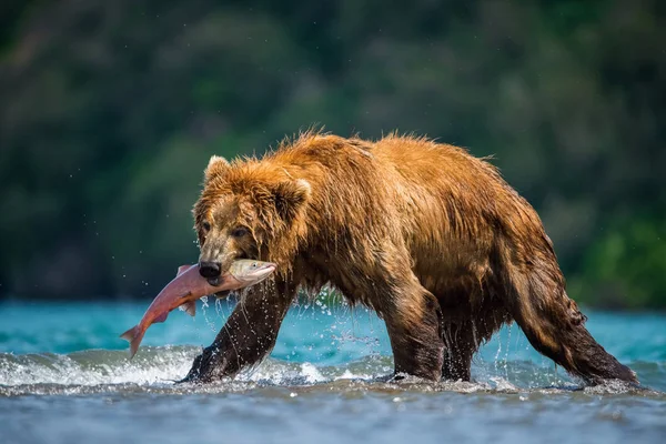 Καφέ Αρκούδα Καμτσάτκα Ursus Arctos Beringianus Πιάνει Σολομούς Στη Λίμνη — Φωτογραφία Αρχείου