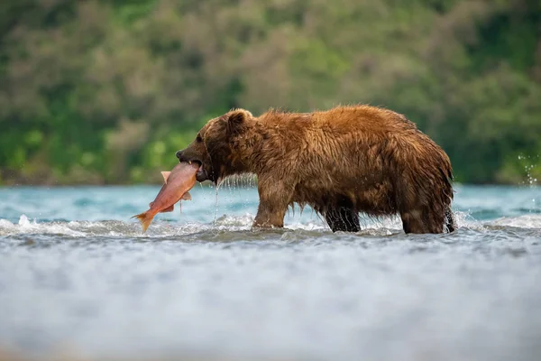 Kamčatka Medvěd Hnědý Ursus Arctos Beringianus Chytá Lososy Jezera Kuril — Stock fotografie