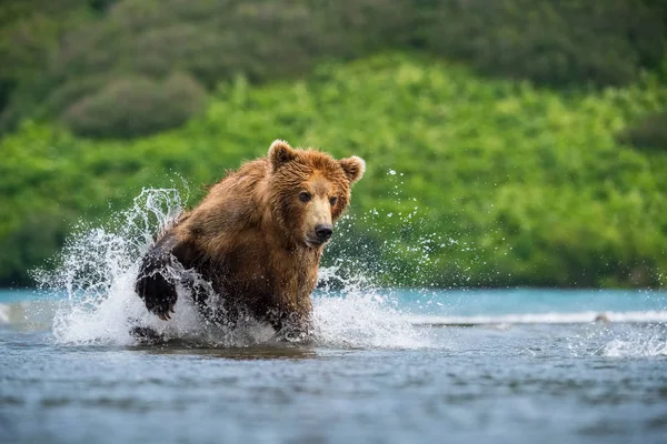 Der Kamchatka Braune Bär Ursus Arctos Beringianus Fängt Lachse Kuril — Stockfoto