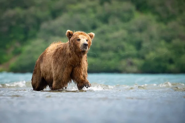 Oso Pardo Kamchatka Ursus Arctos Beringianus Captura Salmones Lago Kuril —  Fotos de Stock