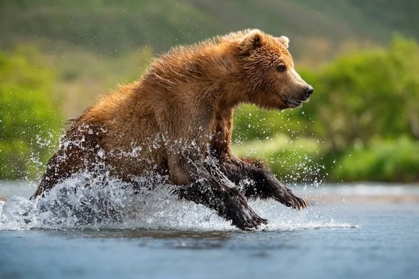 Kamczatka Niedźwiedź Brunatny Ursus Arctos Beringianus Połów Łososia Nad Jeziorem — Zdjęcie stockowe