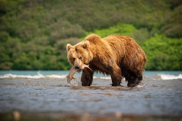 Oso Pardo Kamchatka Ursus Arctos Beringianus Captura Salmones Lago Kuril —  Fotos de Stock