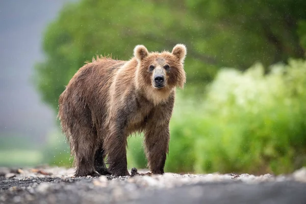 Oso Pardo Kamchatka Ursus Arctos Beringianus Captura Salmones Lago Kuril —  Fotos de Stock