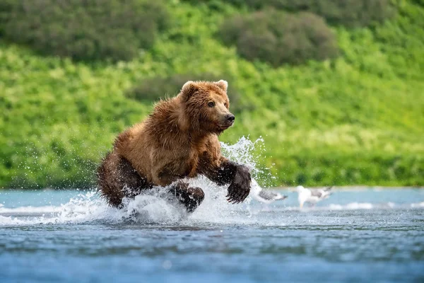 Oso Pardo Kamchatka Ursus Arctos Beringianus Captura Salmones Lago Kuril — Foto de Stock