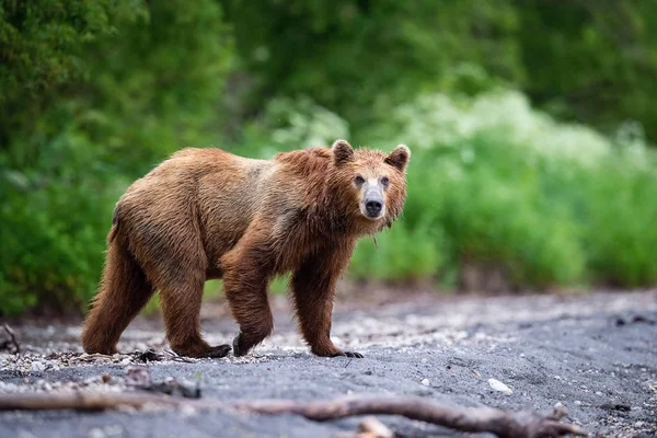 Kamtjatka Brunbjörn Ursus Arctos Beringianus Fångar Laxar Vid Kuril Lake — Stockfoto