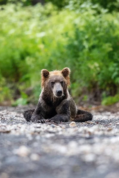 Kamtjatka Brunbjörn Ursus Arctos Beringianus Fångar Laxar Vid Kuril Lake — Stockfoto