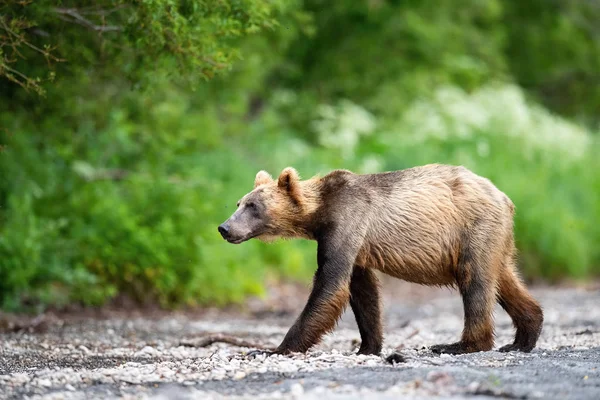 Oso Pardo Kamchatka Ursus Arctos Beringianus Captura Salmones Lago Kuril —  Fotos de Stock