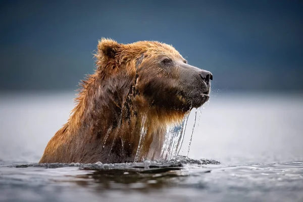 Kamtjatka Brunbjörn Ursus Arctos Beringianus Fångar Laxar Vid Kuril Lake — Stockfoto