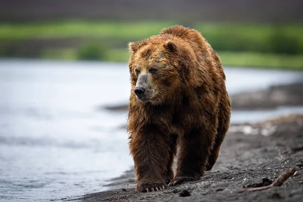 Oso Pardo Kamchatka Ursus Arctos Beringianus Captura Salmones Lago Kuril —  Fotos de Stock