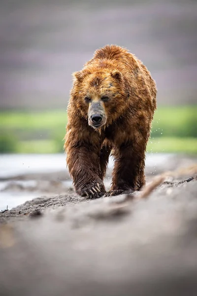 Oso Pardo Kamchatka Ursus Arctos Beringianus Captura Salmones Lago Kuril —  Fotos de Stock