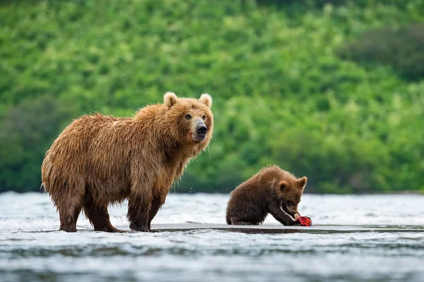 Oso Pardo Kamchatka Ursus Arctos Beringianus Captura Salmones Lago Kuril —  Fotos de Stock