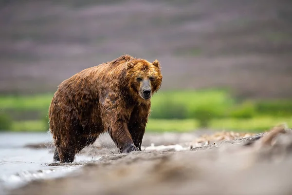 Kamtjatka Brunbjörn Ursus Arctos Beringianus Fångar Laxar Vid Kuril Lake — Stockfoto