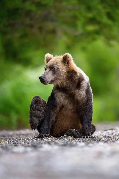 Kamczatka Niedźwiedź Brunatny Ursus Arctos Beringianus Połów Łososia Nad Jeziorem — Zdjęcie stockowe