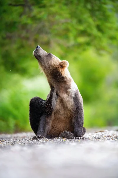 Камчатский Бурый Медведь Ursus Arctos Beringianus Ловит Лосося Озере Курил — стоковое фото