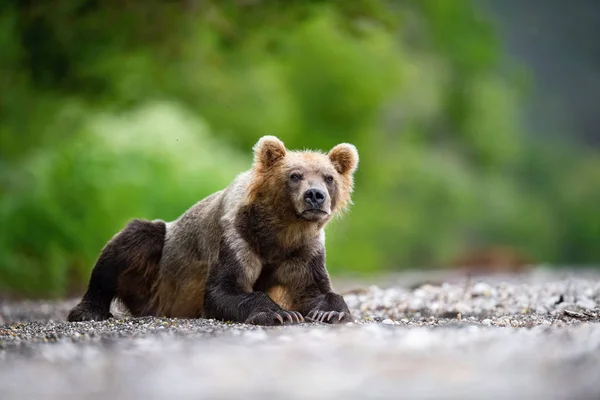 Камчатский Бурый Медведь Ursus Arctos Beringianus Ловит Лосося Озере Курил — стоковое фото