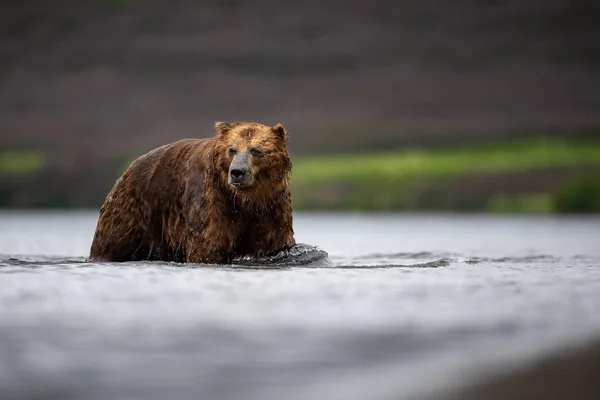 Oso Pardo Kamchatka Ursus Arctos Beringianus Captura Salmones Lago Kuril —  Fotos de Stock