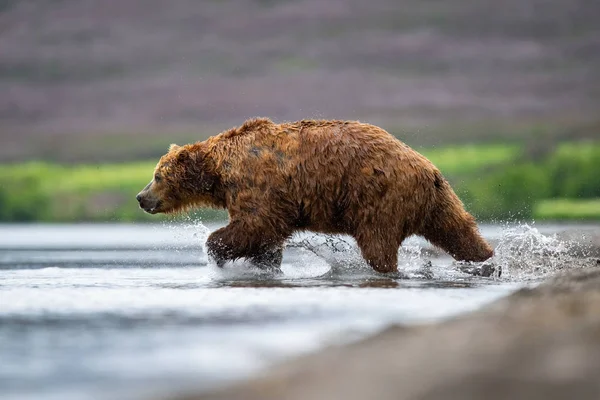 Kamtjatka Brunbjörn Ursus Arctos Beringianus Fångar Laxar Vid Kurilsjön Kamtjatka — Stockfoto