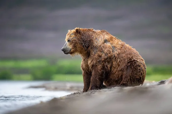 Oso Pardo Kamchatka Ursus Arctos Beringianus Captura Salmones Lago Kuril —  Fotos de Stock