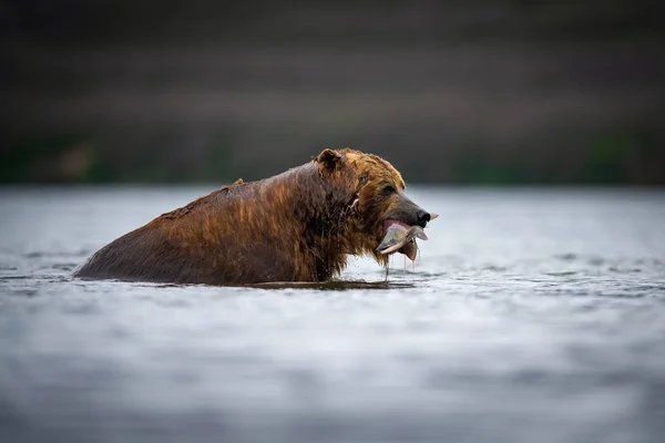 Urso Pardo Camchatka Ursus Arctos Beringianus Apanha Salmões Lago Kuril — Fotografia de Stock