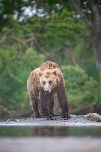 Oso Pardo Kamchatka Ursus Arctos Beringianus Captura Salmones Lago Kuril — Foto de Stock